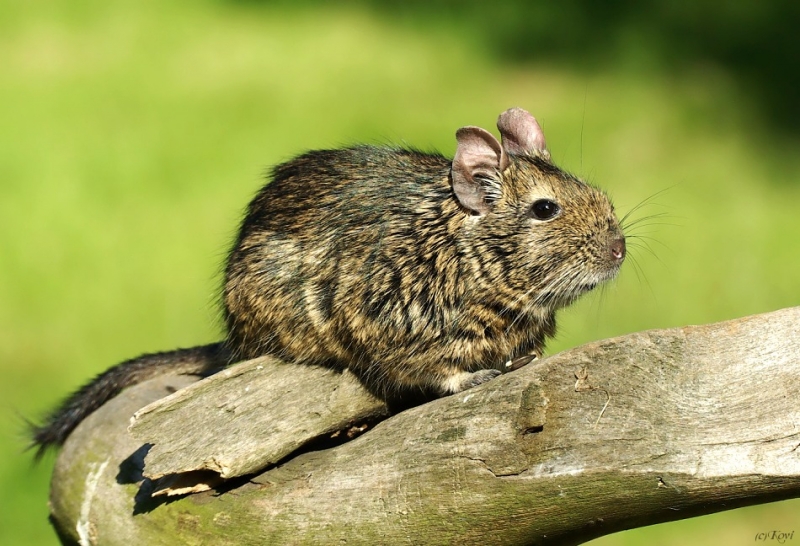 osmak-degu-ii